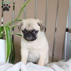 Tater, Pug Puppy