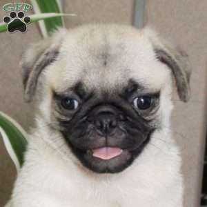Tater, Pug Puppy