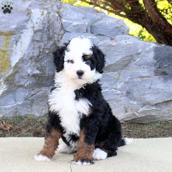 Taylor, Mini Bernedoodle Puppy