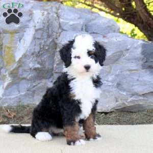 Taylor, Mini Bernedoodle Puppy