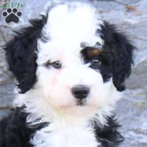 Taylor, Mini Bernedoodle Puppy