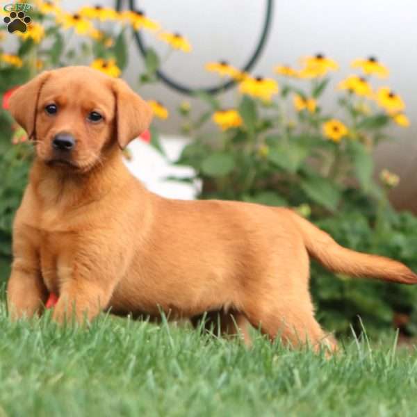 Taylor, Fox Red Labrador Retriever Puppy