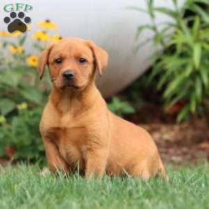 Taylor, Fox Red Labrador Retriever Puppy