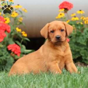Taylor, Fox Red Labrador Retriever Puppy