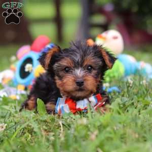 Teddy, Yorkie Puppy