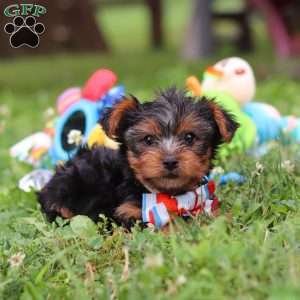 Teddy, Yorkie Puppy
