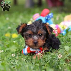 Teddy, Yorkie Puppy
