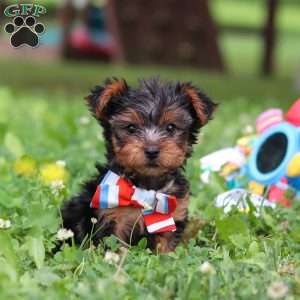 Teddy, Yorkie Puppy