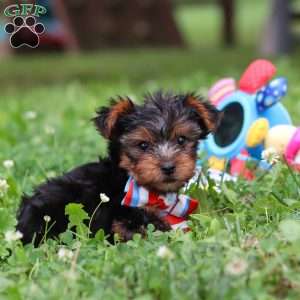 Teddy, Yorkie Puppy