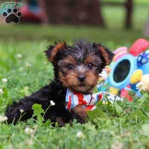 Teddy, Yorkie Puppy