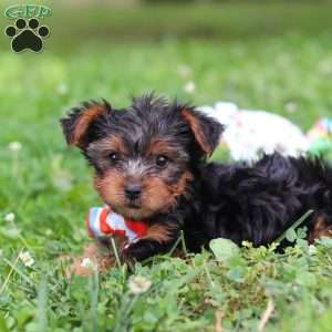 Teddy, Yorkie Puppy