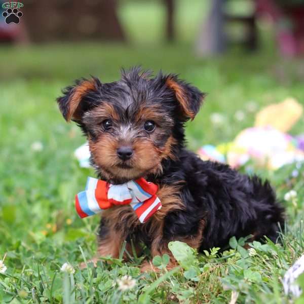 Teddy, Yorkie Puppy