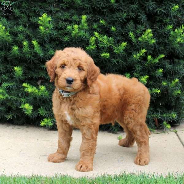 Teddy, Goldendoodle Puppy