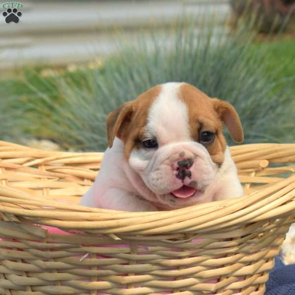 Teddy, English Bulldog Puppy