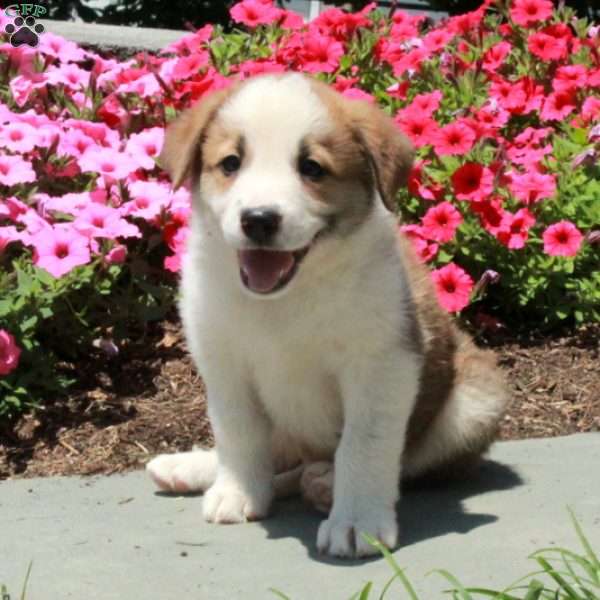 Teddy, Border Collie Mix Puppy