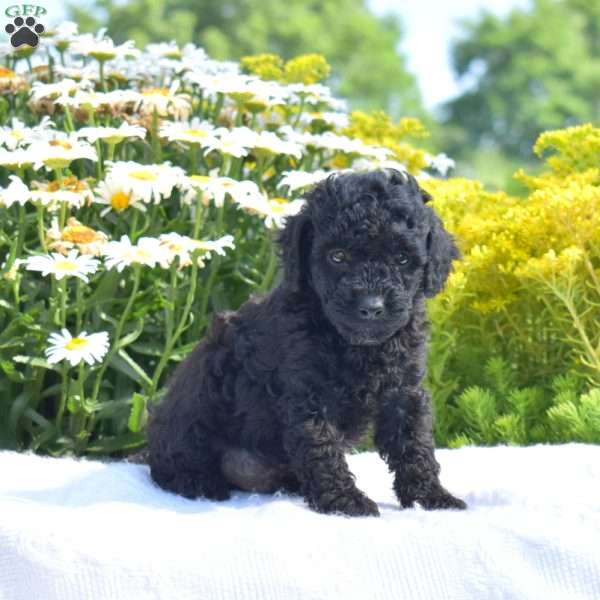 Teddy, Miniature Poodle Puppy