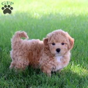 Teddy, Bich-Poo Puppy