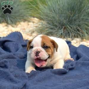 Teddy, English Bulldog Puppy