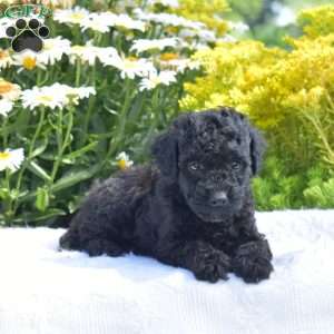 Teddy, Miniature Poodle Puppy