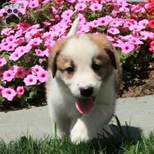 Teddy, Border Collie Mix Puppy