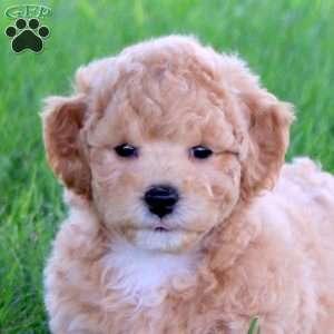 Teddy, Bich-Poo Puppy
