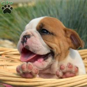 Teddy, English Bulldog Puppy