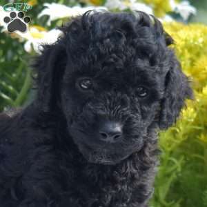 Teddy, Miniature Poodle Puppy