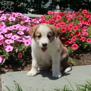 Teddy, Border Collie Mix Puppy