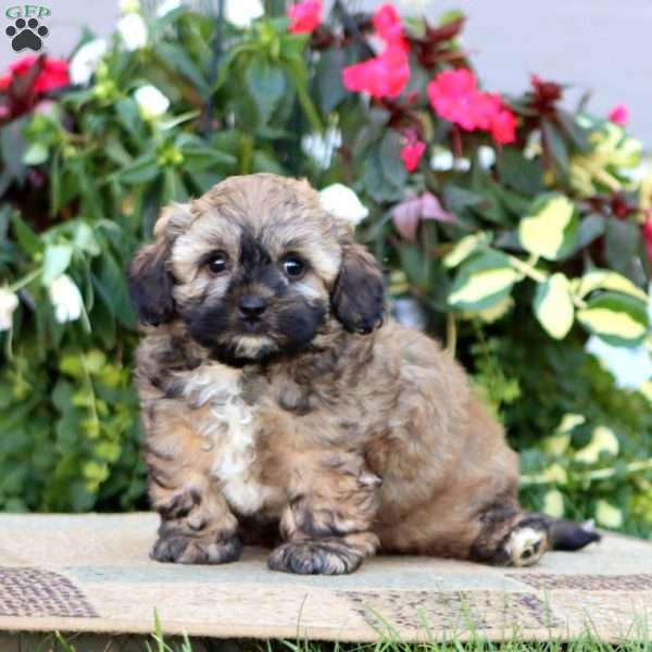 Teddy, Shih-Poo Puppy