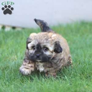Teddy, Shih-Poo Puppy