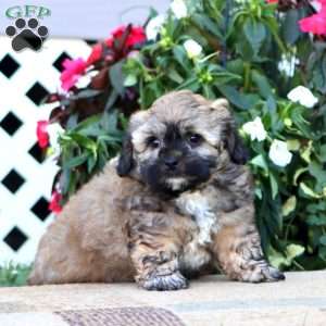 Teddy, Shih-Poo Puppy