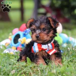 Teddy, Yorkie Puppy