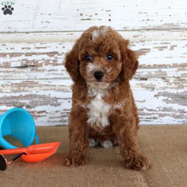 Teddy, Toy Poodle Puppy