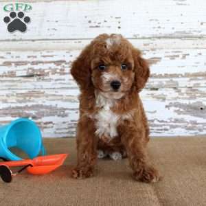 Teddy, Toy Poodle Puppy