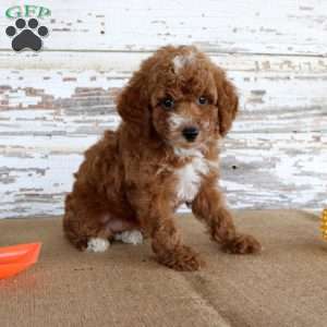 Teddy, Toy Poodle Puppy
