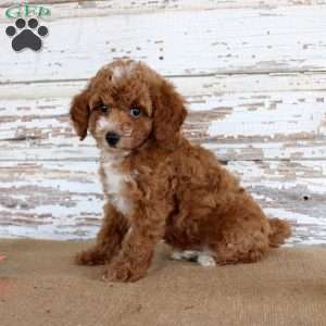 Teddy, Toy Poodle Puppy