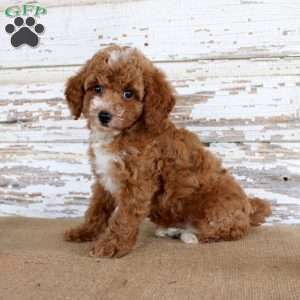 Teddy, Toy Poodle Puppy