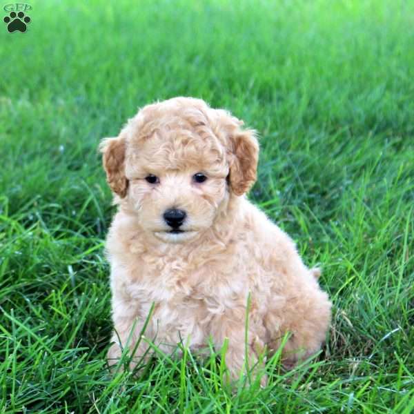 Teenie, Bich-Poo Puppy