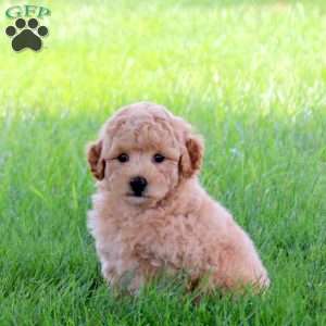 Teenie, Bich-Poo Puppy