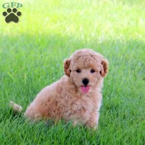 Teenie, Bich-Poo Puppy
