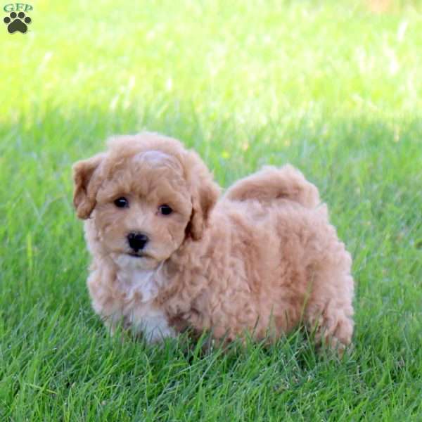 Tenley, Bich-Poo Puppy