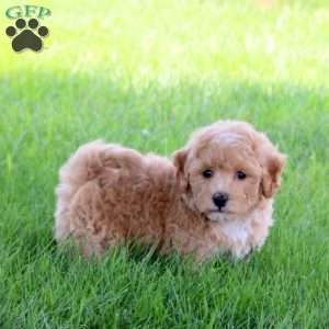 Tenley, Bich-Poo Puppy