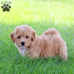 Tenley, Bich-Poo Puppy