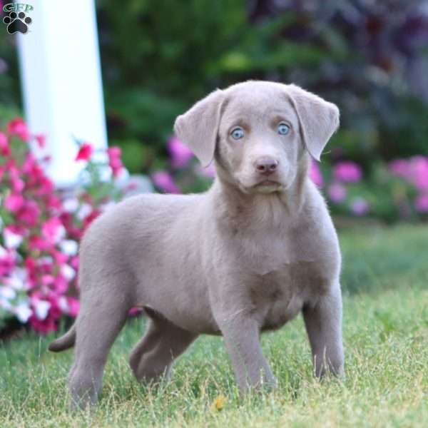 Teresa, Silver Labrador Retriever Puppy