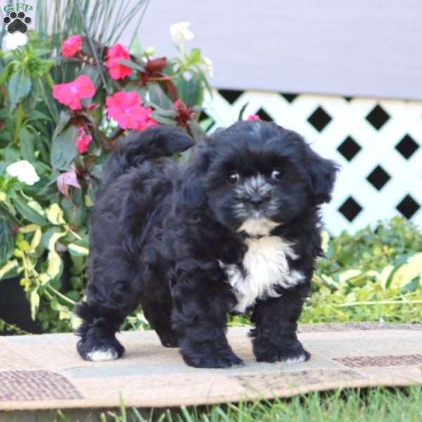 Teresa, Shih-Poo Puppy