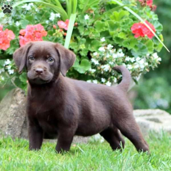 Teresa, Chocolate Labrador Retriever Puppy