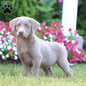 Teresa, Silver Labrador Retriever Puppy