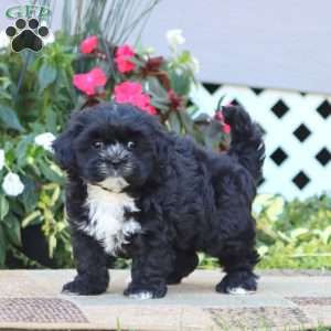 Teresa, Shih-Poo Puppy