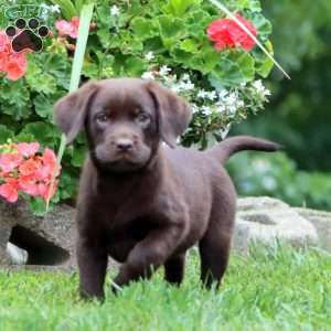 Teresa, Chocolate Labrador Retriever Puppy