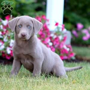 Teresa, Silver Labrador Retriever Puppy